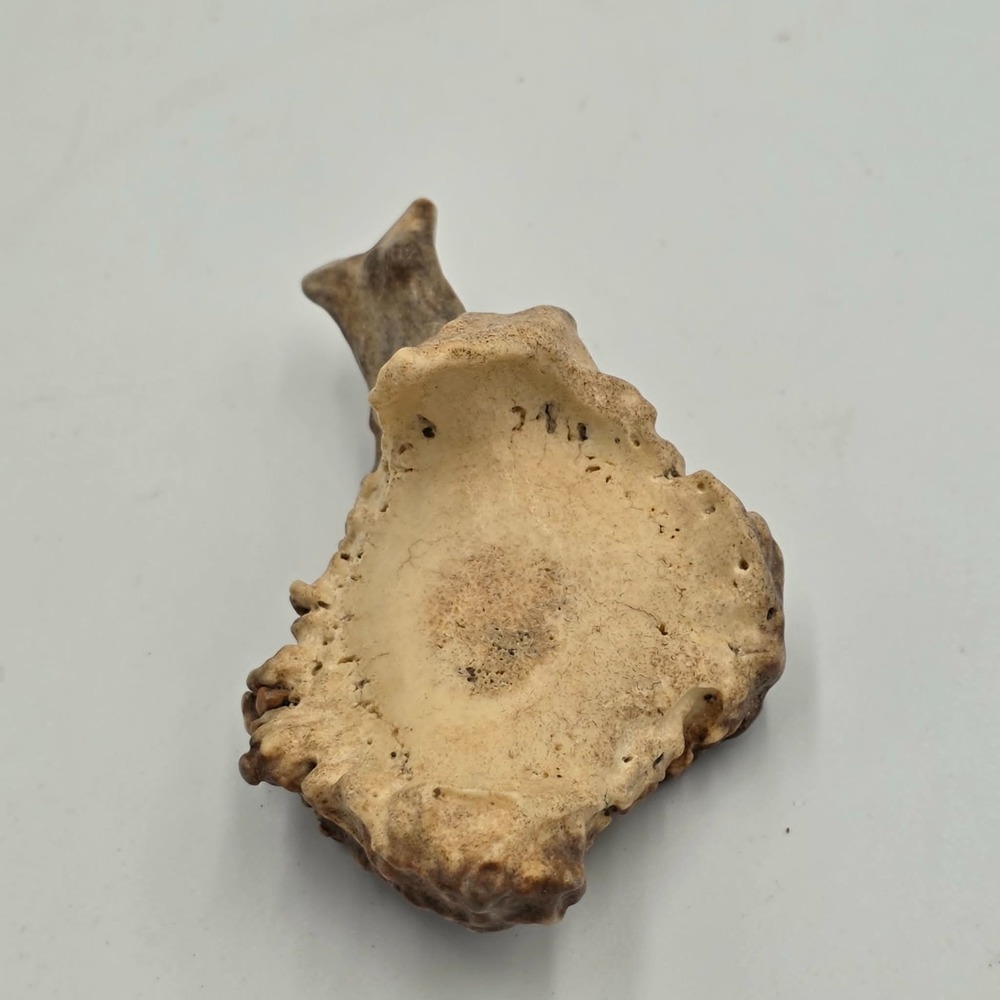 Deer Fossil Antler Shed Skull Base Unique Shape Texture Rustic Hunting Lodge 4"